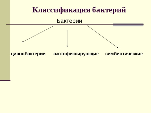 Классификация бактерий  Бактерии  цианобактерии азотофиксирующие симбиотические 