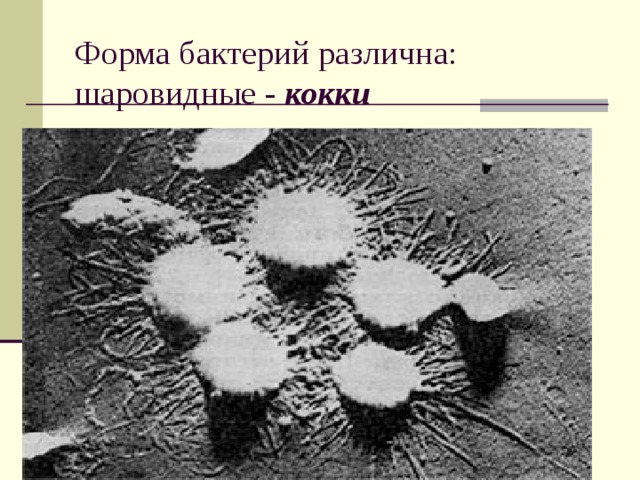Форма бактерий различна: шаровидные - кокки  