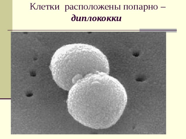Клетки расположены попарно – диплококки   