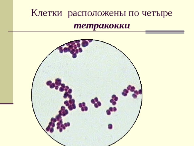Клетки расположены по четыре тетракокки 