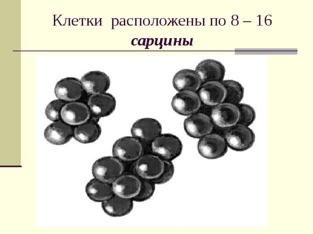 Клетки расположены по 8 – 16 сарцины  