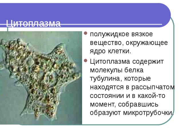  Цитоплазма   полужидкое вязкое вещество, окружающее ядро клетки. Цитоплазма содержит молекулы белка тубулина, которые находятся в рассыпчатом состоянии и в какой-то момент, собравшись образуют микротрубочки. 