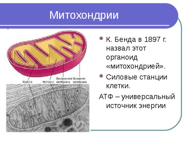 Изображенный на рисунке органоид обеспечивающий быстрое продвижение веществ в клетке представляет