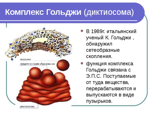 Комплекс Гольджи (диктиосома) В 1989г. итальянский ученый К. Гольджи , обнаружил сетеобразные скопления. функция комплекса Гольджи связана с Э.П.С. Поступаемые от туда вещества, перерабатываются и выпускаются в виде пузырьков. 