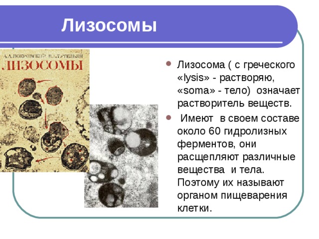 Признаки лизосом