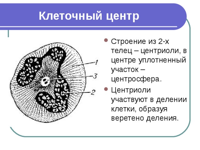 Клетка клеточный центр рисунок. Центросомы и Веретено деления. Ахроматиновое Веретено клетки. Клеточный центр. Клеточный центр деление клетки.