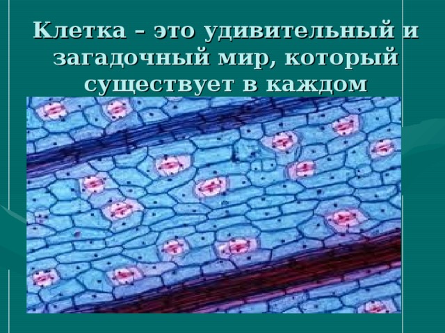 Клетка – это удивительный и загадочный мир, который существует в каждом организме.   