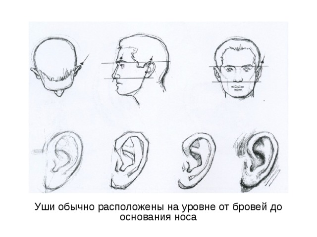 Уши обычно расположены на уровне от бровей до основания носа 