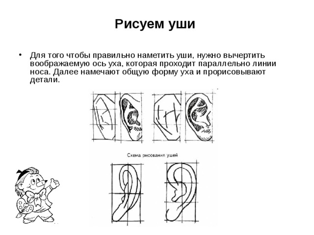 Рисуем уши  Для того чтобы правильно наметить уши, нужно вычертить воображаемую ось уха, которая проходит параллельно линии носа. Далее намечают общую форму уха и прорисовывают детали. 