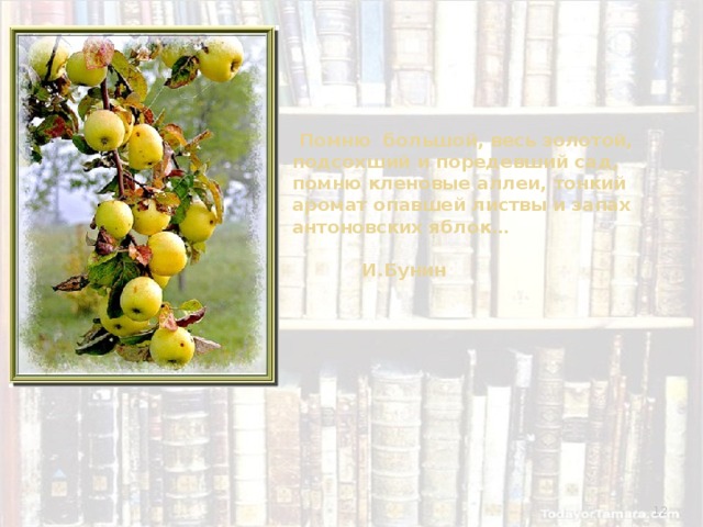          Помню большой, весь золотой, подсохший и поредевший сад, помню кленовые аллеи, тонкий аромат опавшей листвы и запах антоновских яблок…  И.Бунин  