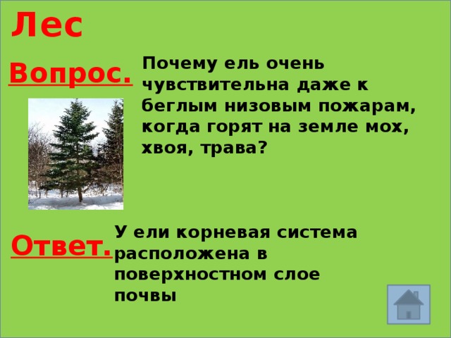 Лес Почему ель очень чувствительна даже к беглым низовым пожарам, когда горят на земле мох, хвоя, трава? Вопрос. У ели корневая система расположена в поверхностном слое почвы Ответ. 