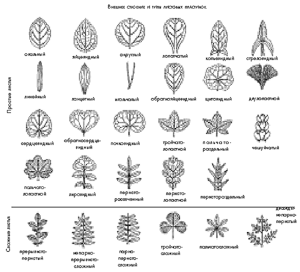 Сложные растения. Классификация простых и сложных листьев. Формы листьев растений. Классификация простых листьев. Формы листьев растений с названиями.