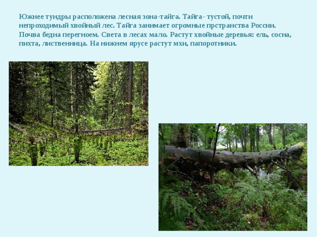 По каким причинам в тундре нет лесов. Деревья тундры в России. Лес Тайга. Какие деревья в тундре. Лесная Тайга.