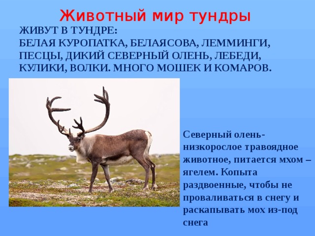 Тундра жил