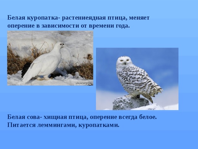 План белая куропатка
