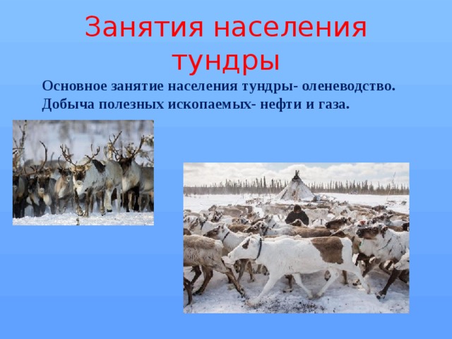 Занятия населения в промышленности. Тундра занятия населения оленеводство. Оленеводство тундра 4 класс окружающий мир. Основное занятие населения тундры. Главное занятие населения тундры.