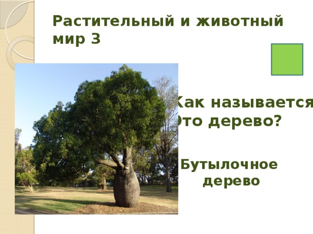 Растительный и животный мир 3 Как называется Это дерево? Бутылочное дерево 