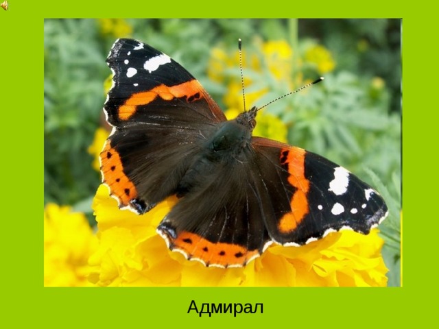 Адмирал 