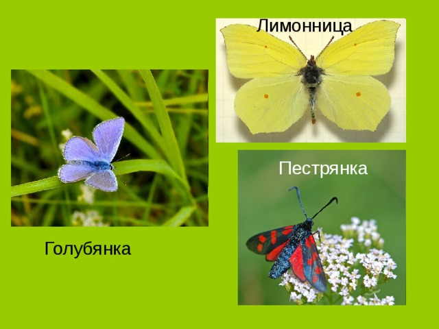 Лимонница Пестрянка Голубянка 