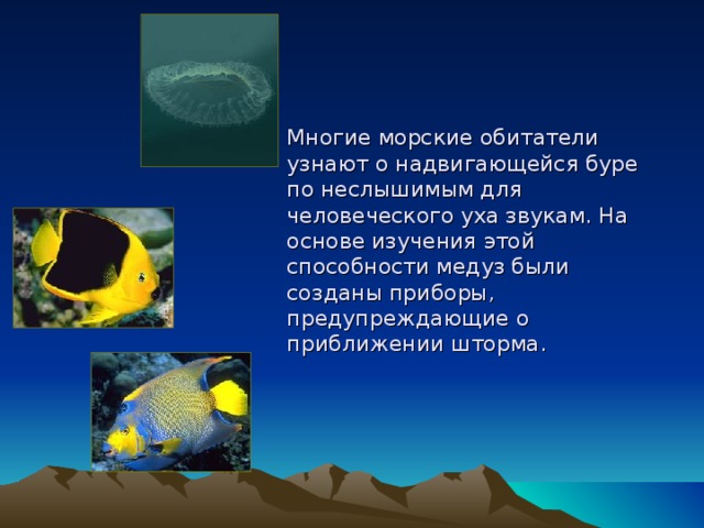 Многие морские обитатели узнают о надвигающейся буре по неслышимым для человеческого уха звукам. На основе изучения этой способности медуз были созданы приборы, предупреждающие о приближении шторма. 