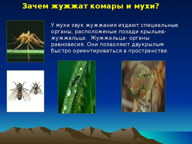 Зачем жужжат комары и мухи? У мухи звук жужжания издают специальные органы, расположены е позади крыльев- жужжальца. Жужжальца- органы равновесия. Они позволяют двукрылым быстро ориентироваться в пространстве.  