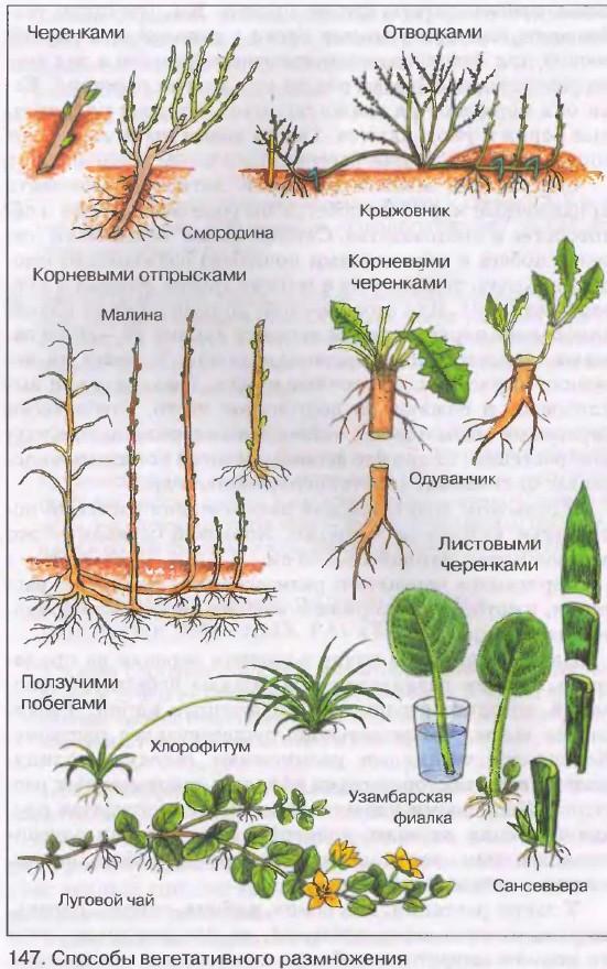 С помощью какой женской клетки происходит размножение растения изображенного на рисунке