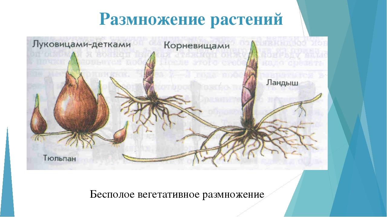 Пример процесса иллюстрирующего размножение у растений. Вегетативное размножение растений клубнелуковицами. Вегетативное размножение луковицами рисунок. Вегетативное размножение луковицы тюльпана. Размножение корневищем клубнем луковицей.