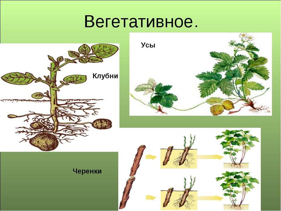 Вегетативный орган земляники