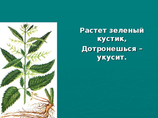 Зеленая росла. Растёт зелёный кустик дотронешься укусит. Растёт зелёный кустик дотронешься. Загадка растет зеленый кустик дотронешься укусит. Растет укусит зеленый кустик.