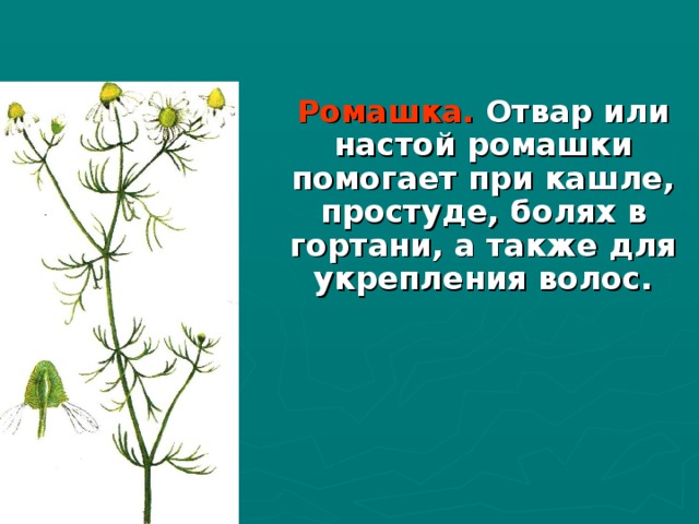 Ромашка. Отвар или настой ромашки помогает при кашле, простуде, болях в гортани, а также для укрепления волос. 