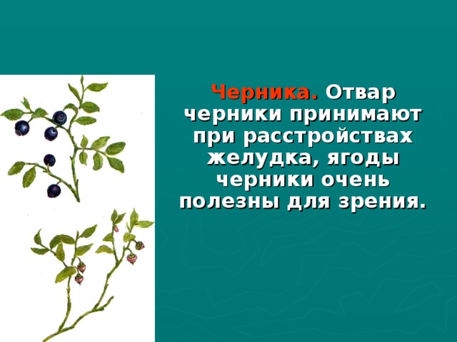 Черника. Отвар черники принимают при расстройствах желудка, ягоды черники очень полезны для зрения. 
