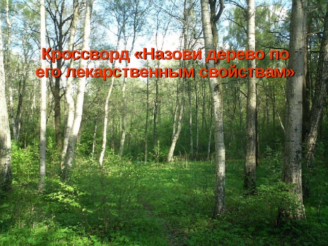 Кроссворд «Назови дерево по его лекарственным свойствам» 
