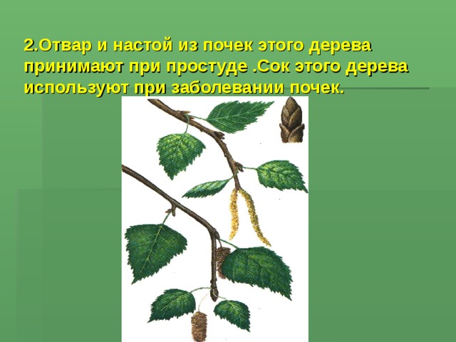 2.Отвар и настой из почек этого дерева принимают при простуде .Сок этого дерева используют при заболевании почек.  