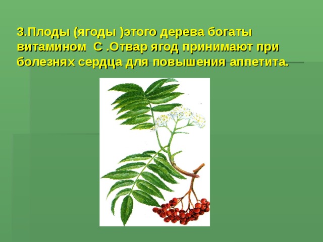 3.Плоды (ягоды )этого дерева богаты витамином С .Отвар ягод принимают при болезнях сердца для повышения аппетита.  