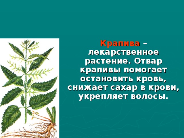 Крапива – лекарственное растение. Отвар крапивы помогает остановить кровь, снижает сахар в крови, укрепляет волосы. 