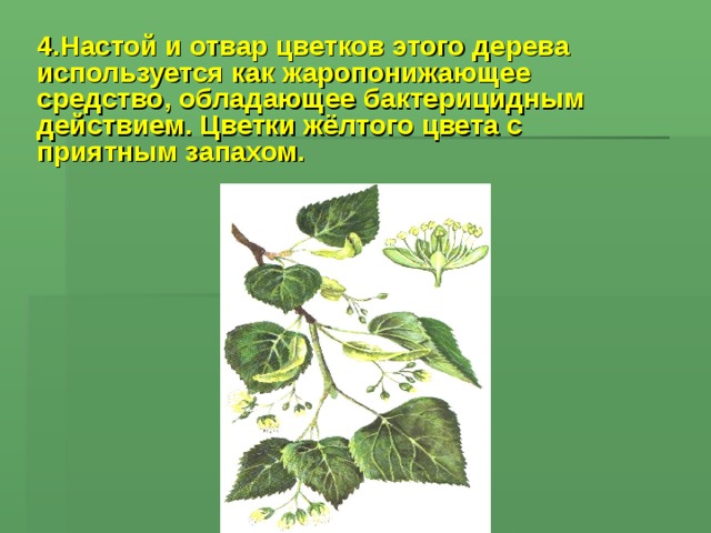 4.Настой и отвар цветков этого дерева используется как жаропонижающее средство, обладающее бактерицидным действием. Цветки жёлтого цвета с приятным запахом.  