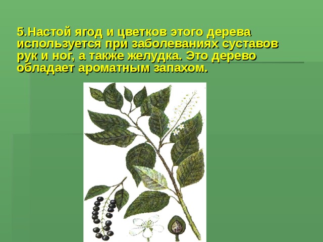 5.Настой ягод и цветков этого дерева используется при заболеваниях суставов рук и ног, а также желудка. Это дерево обладает ароматным запахом.  