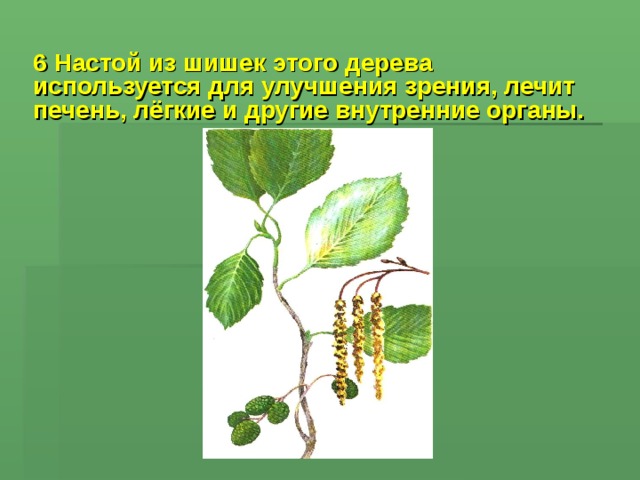 6 Настой из шишек этого дерева используется для улучшения зрения, лечит печень, лёгкие и другие внутренние органы.  