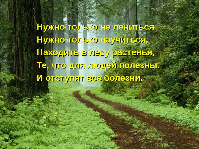 Нужно только не лениться, Нужно только научиться, Находить в лесу растенья, Те, что для людей полезны. И отступят все болезни. 