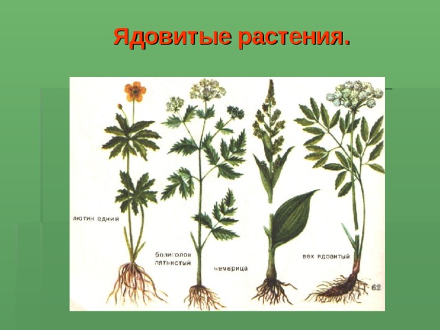 Ядовитые растения.  