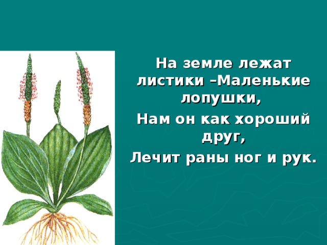На земле лежат листики –Маленькие лопушки, Нам он как хороший друг, Лечит раны ног и рук. 