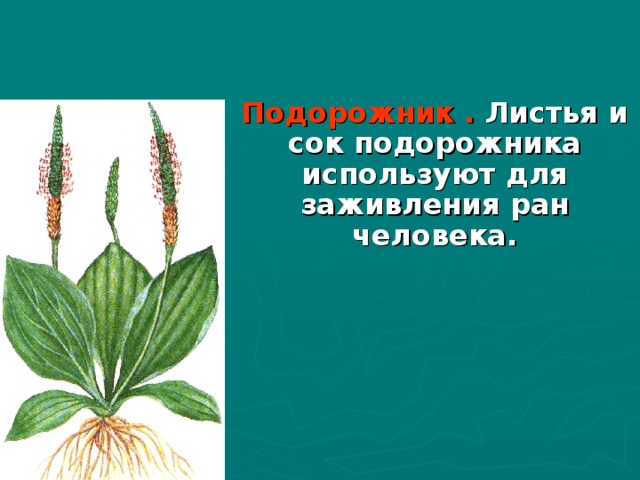 Какой тип питания характерен для подорожника большого изображенного на рисунке