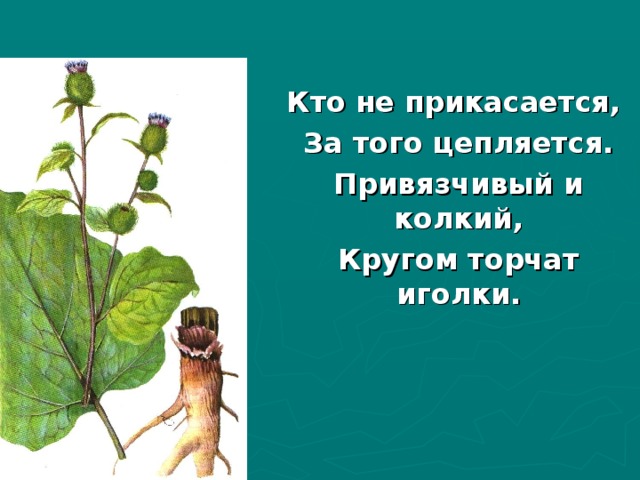 Кто не прикасается, За того цепляется. Привязчивый и колкий, Кругом торчат иголки. 