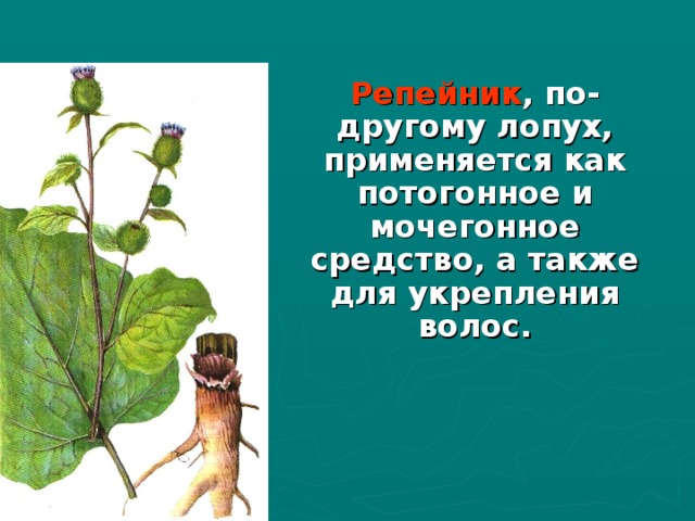 Репейник , по-другому лопух, применяется как потогонное и мочегонное средство, а также для укрепления волос. 
