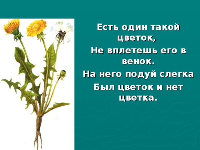Есть один такой цветок, Не вплетешь его в венок. На него подуй слегка Был цветок и нет цветка. 