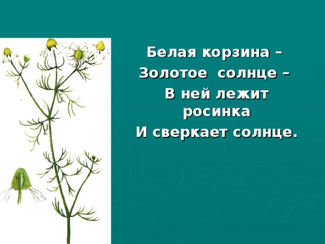 Загадка белая корзинка золотое солнце. Белая корзинка золотое Донце в ней лежит Росинка и сверкает солнце.