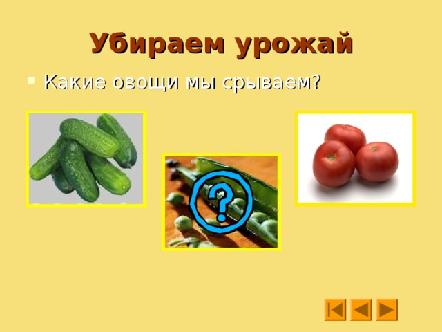 Отгадайте, какие овощи? Щёки розовые, нос белый  в темноте сижу день целый,  а рубашка зелена,  вся на солнышке она. Растут на грядке  зелёные ветки,  а на них красные детки. 