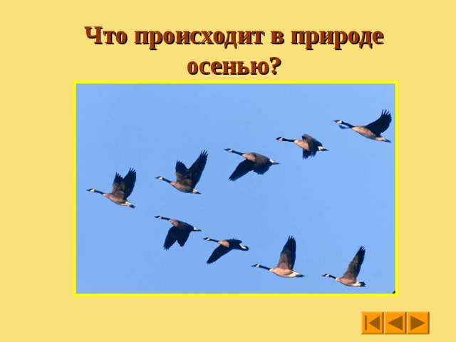 http://www.deti-66.ru/ Что происходит в природе осенью? http://www.deti-66.ru/ Мастер презентаций 