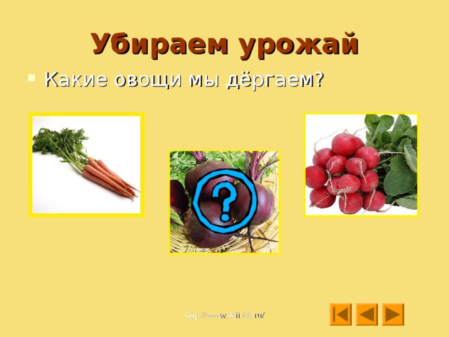 Отгадайте, какие овощи? Семьдесят одёжек и все без застёжек Расту в земле на грядке я; красная, длинная, сладкая. 