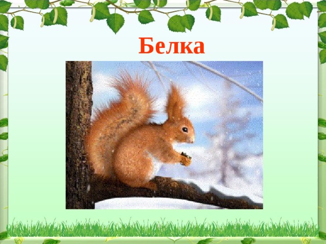 Белка 